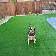 Complete-Backyard-Overhaul-with-Pet-Friendly-Artificial-Turf-and-Paver-Walkway-in-Plano-TX 9